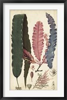 Turpin Seaweed II Fine Art Print