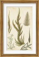 Turpin Seaweed IV Fine Art Print