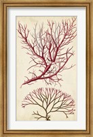 Turpin Seaweed V Fine Art Print