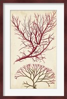 Turpin Seaweed V Fine Art Print