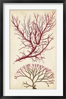 Turpin Seaweed V Fine Art Print