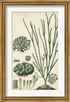 Turpin Seaweed VI Fine Art Print