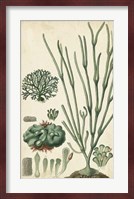 Turpin Seaweed VI Fine Art Print
