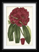 Antique Rhododendron I Fine Art Print