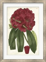 Antique Rhododendron I Fine Art Print