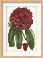 Antique Rhododendron I Fine Art Print
