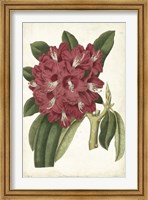 Antique Rhododendron II Fine Art Print