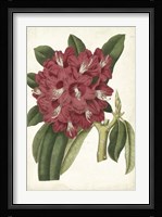 Antique Rhododendron II Fine Art Print