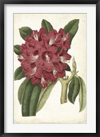 Antique Rhododendron II Fine Art Print