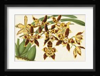 Graceful Orchids I Framed Print