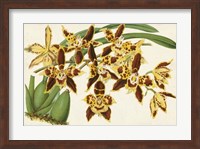 Graceful Orchids I Fine Art Print