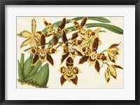 Graceful Orchids I Fine Art Print