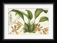 Graceful Orchids II Framed Print