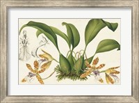 Graceful Orchids II Fine Art Print