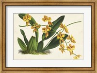 Graceful Orchids III Fine Art Print