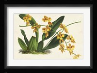 Graceful Orchids III Framed Print