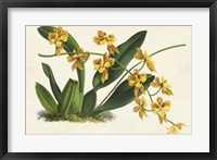 Graceful Orchids III Fine Art Print