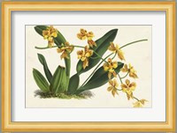 Graceful Orchids III Fine Art Print