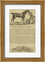 Horse Portraiture VII Fine Art Print