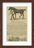 Horse Portraiture VIII Fine Art Print