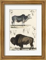 Antique Cow & Bison Study Fine Art Print