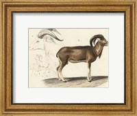 Antique Antelope & Ram Study Fine Art Print