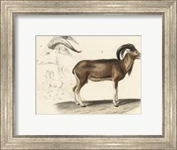 Antique Antelope & Ram Study Fine Art Print