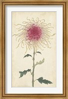 Elegant Chrysanthemums I Fine Art Print