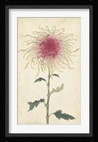 Elegant Chrysanthemums I Fine Art Print