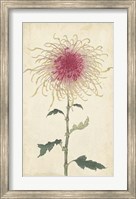 Elegant Chrysanthemums I Fine Art Print