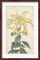 Elegant Chrysanthemums II Fine Art Print