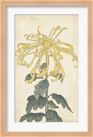 Elegant Chrysanthemums II Fine Art Print