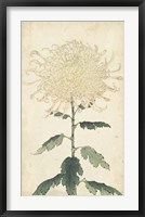 Elegant Chrysanthemums III Fine Art Print