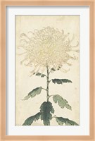Elegant Chrysanthemums III Fine Art Print