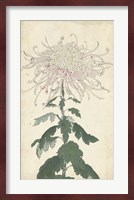 Elegant Chrysanthemums IV Fine Art Print