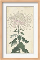 Elegant Chrysanthemums IV Fine Art Print