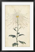 Elegant Chrysanthemums V Fine Art Print