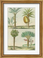 Histoire Naturelle Tropicals I Fine Art Print