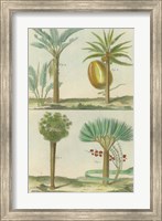 Histoire Naturelle Tropicals I Fine Art Print