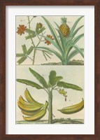 Histoire Naturelle Tropicals II Fine Art Print