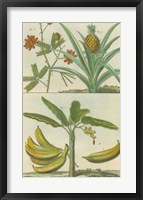 Histoire Naturelle Tropicals II Framed Print