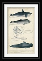 Antique Whale & Dolphin Study I Fine Art Print
