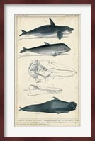 Antique Whale & Dolphin Study I Fine Art Print