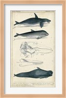 Antique Whale & Dolphin Study I Fine Art Print
