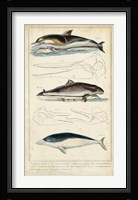Antique Whale & Dolphin Study II Fine Art Print