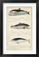 Antique Whale & Dolphin Study II Fine Art Print