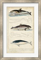 Antique Whale & Dolphin Study II Fine Art Print