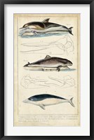 Antique Whale & Dolphin Study II Fine Art Print