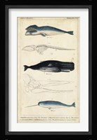 Antique Whale & Dolphin Study III Fine Art Print