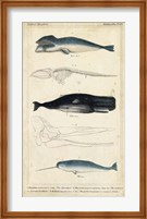 Antique Whale & Dolphin Study III Fine Art Print